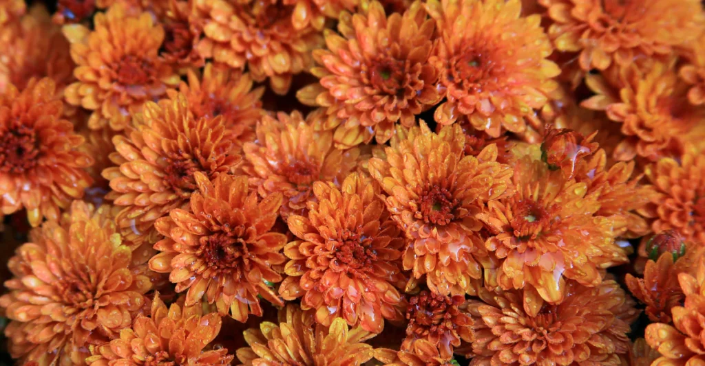 Close-up of orange chrysanthemum flowers in full bloom