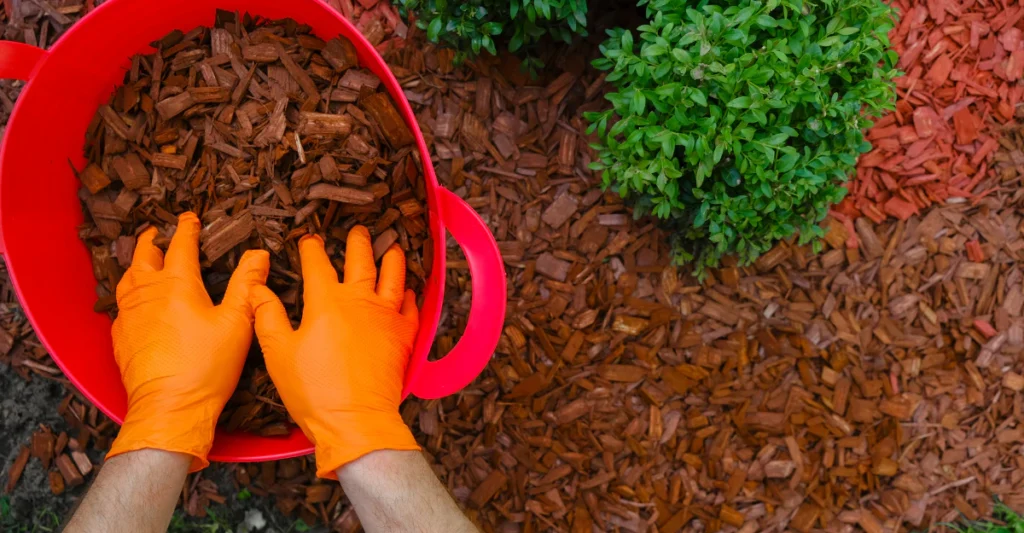 Gardener with orange gloves spreading mulch around mums to protect them over winter