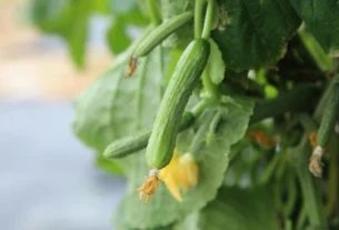 Yellow cucumber growing on vine in garden