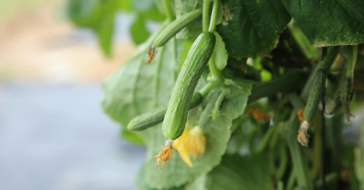 Yellow cucumber growing on vine in garden