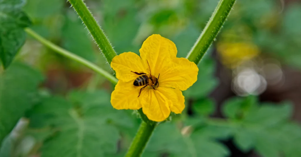 Yellow cucumber flower with bee pollinating