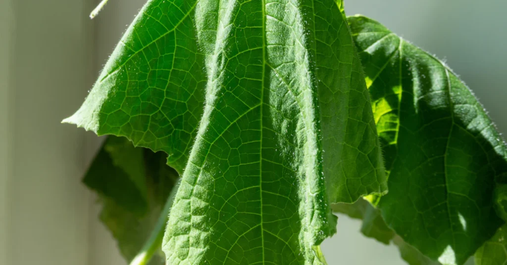 Close-up of healthy green cucumber leaf