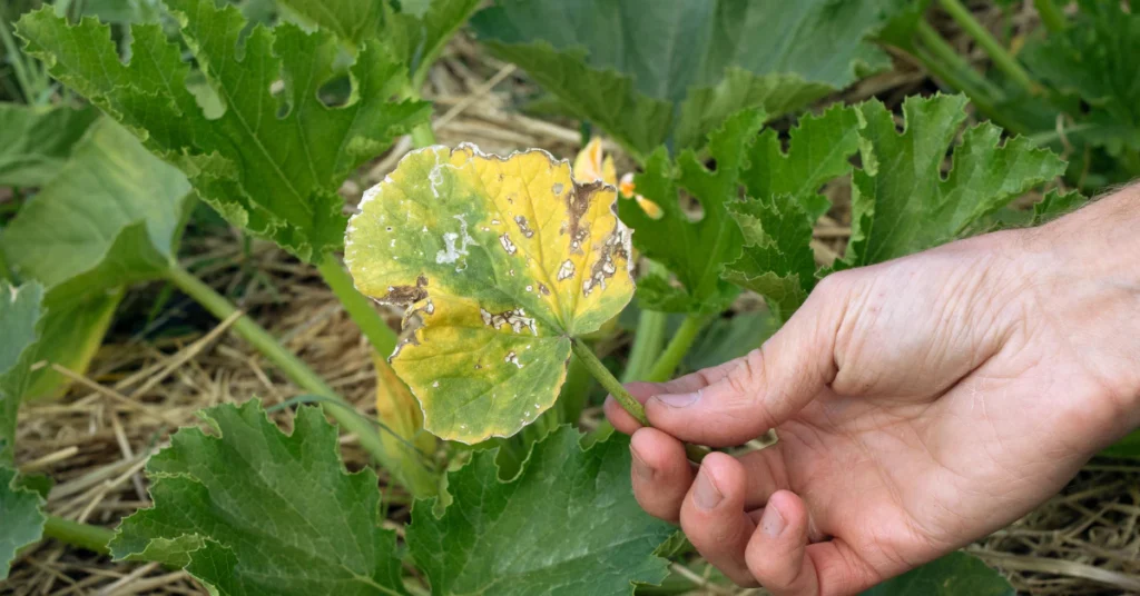 Hand showing yellow cucumber leaf with nutrient deficiency spots
