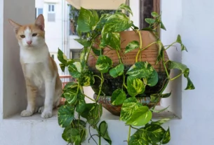 Cat standing near a hanging pothos plant indoors