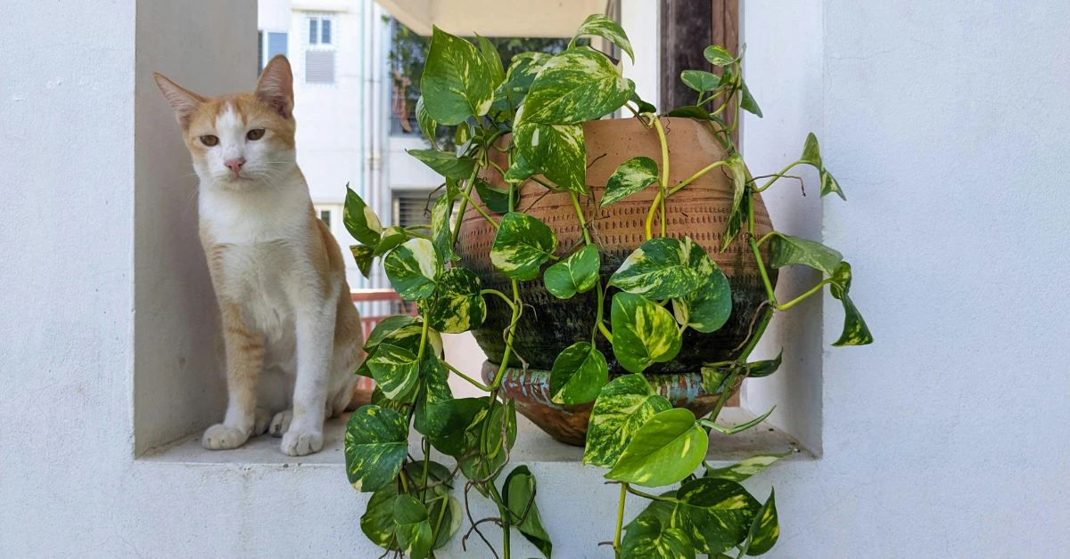 Cat standing near a hanging pothos plant indoors