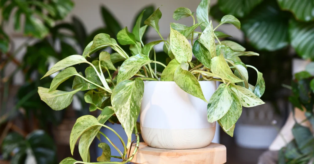Variegated pothos plant in a white pot, toxic to cats