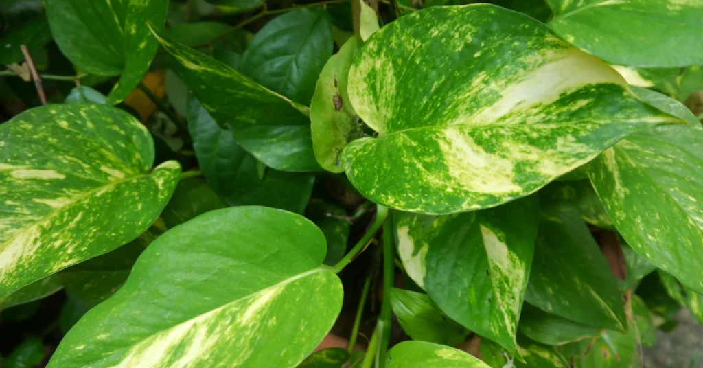 Close-up of golden pothos leaves with yellow-green variegation