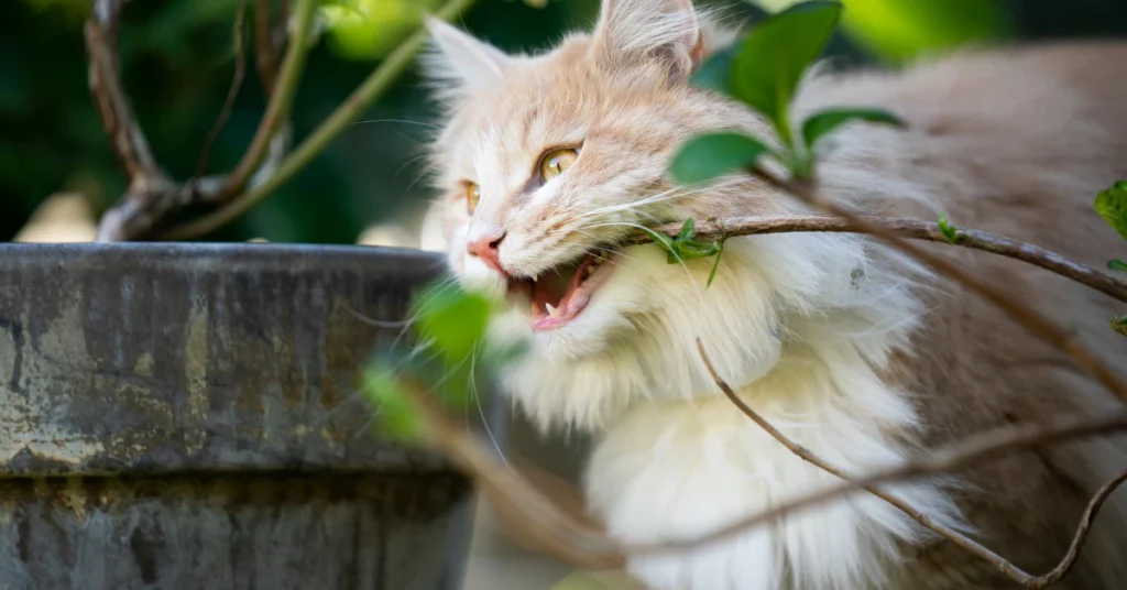 Cat chewing on a pothos leaf