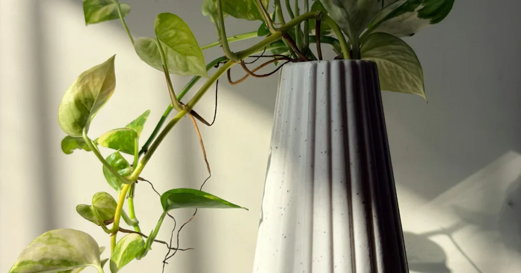 Pothos vines trailing from a pot on a shelf, out of cat's reach