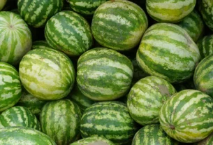 Different types of watermelon: pile of striped green watermelons
