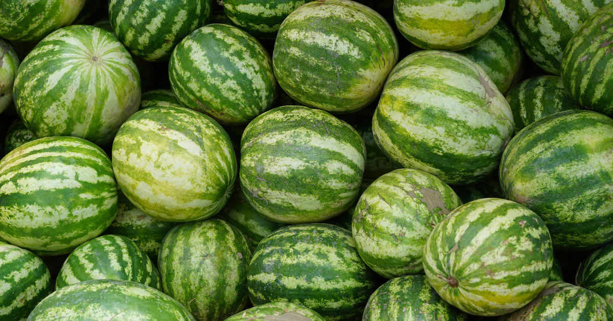 Different types of watermelon: pile of striped green watermelons