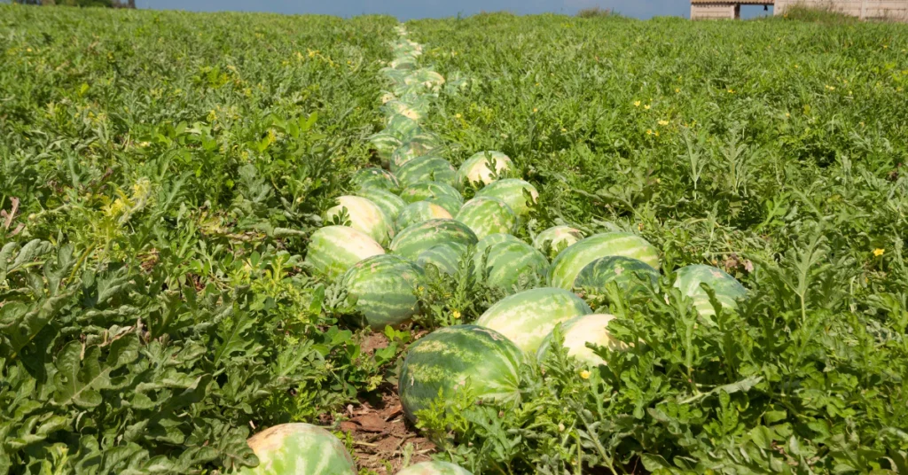 Watermelon growing zones, watermelon vines and fruit in a field