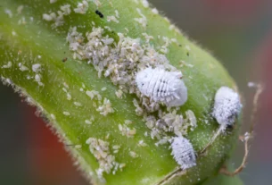 White cottony mealybugs clustered on the edge of a green plant leaf
