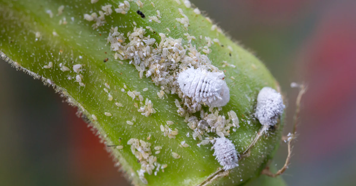 White cottony mealybugs clustered on the edge of a green plant leaf