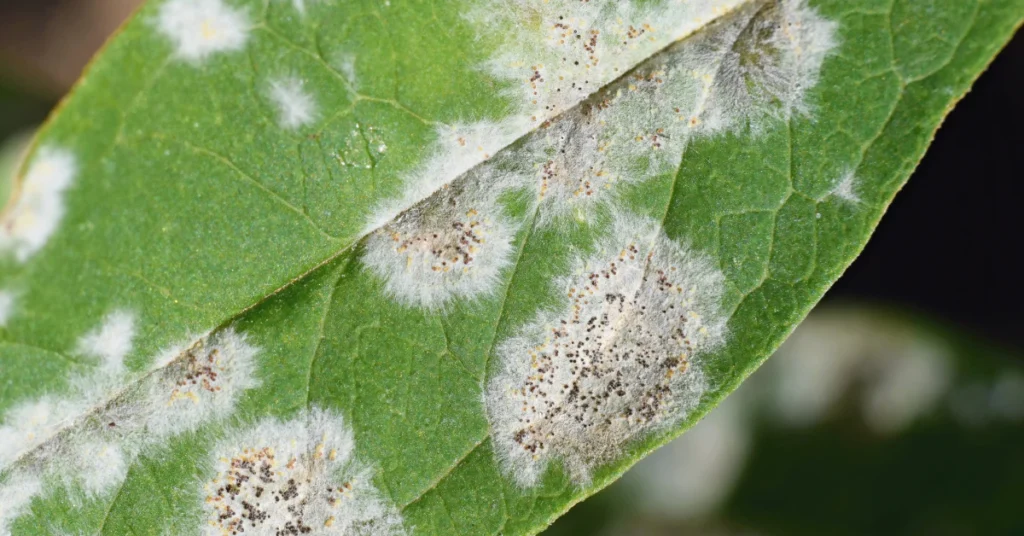 Close-up of white cottony clusters on a leaf that can look like mealybugs or powdery mildew