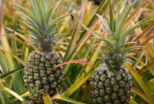 Two pineapples growing on plants in a field