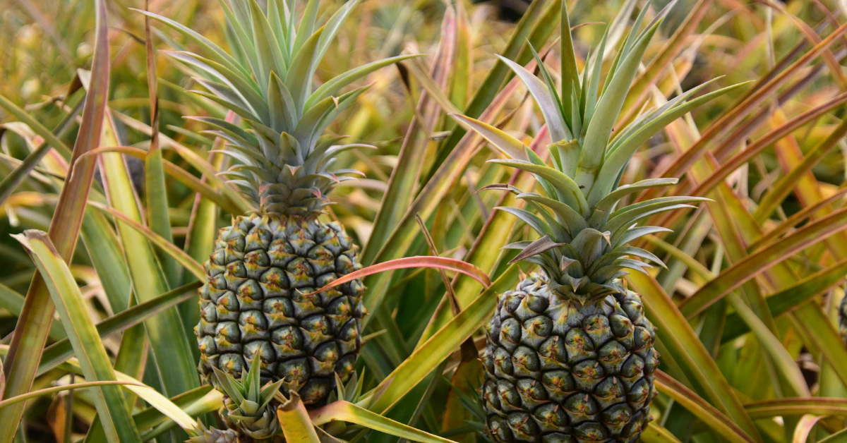 Two pineapples growing on plants in a field