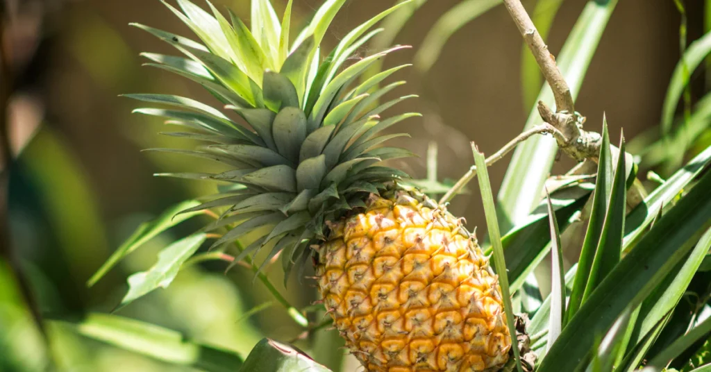 Ripe pineapple growing on a mature pineapple plant