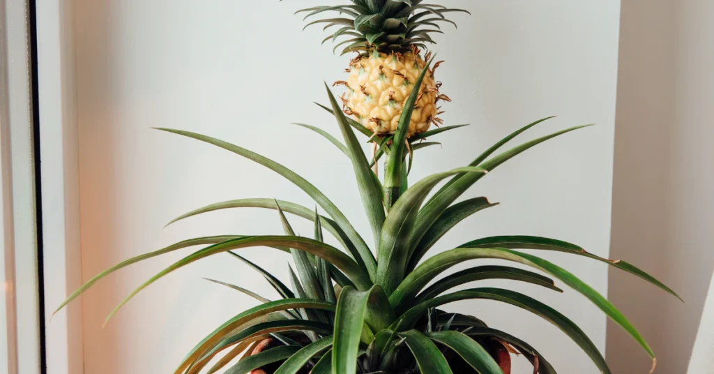 Potted pineapple plant with a small pineapple growing indoors near a window