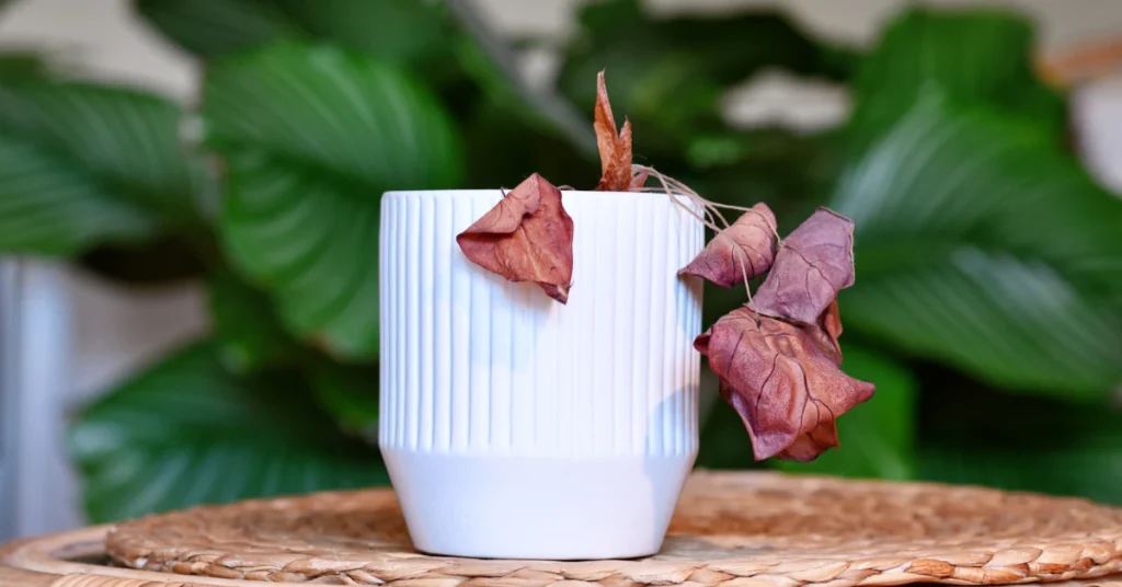 Houseplant in a white pot with damaged, discolored leaves