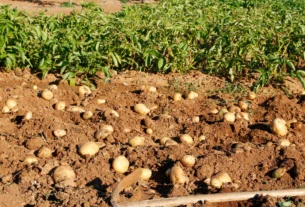 Freshly dug potatoes lying in rows on garden soil during potato harvest