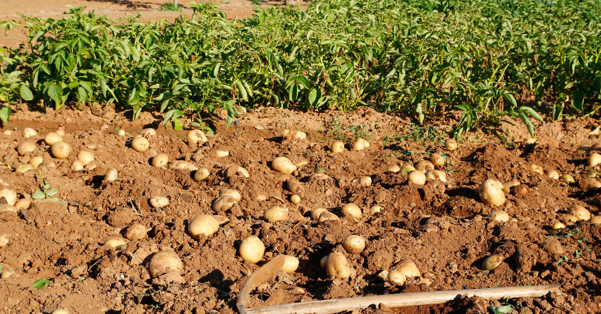 Freshly dug potatoes lying in rows on garden soil during potato harvest