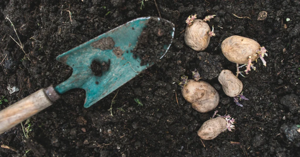 Garden spade in dark soil with small seed potatoes ready for planting
