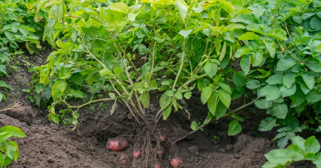 Healthy green potato plants growing in a garden bed with mounded soil