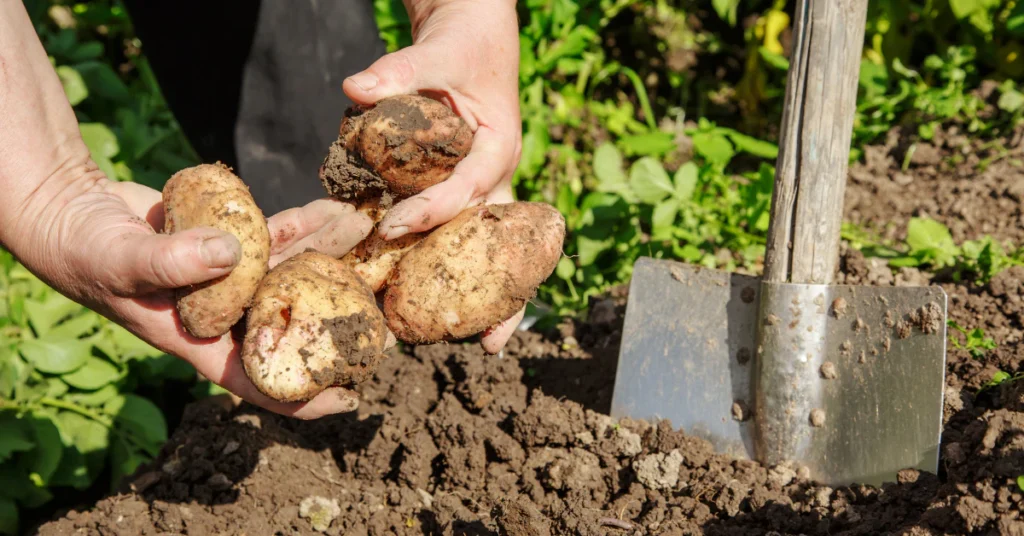 Gardener holding freshly dug potatoes with a spading fork in the soil