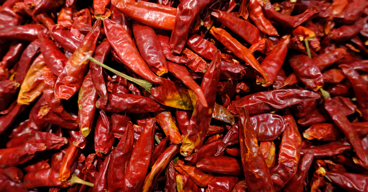 Pile of dried red chili peppers ready for storage