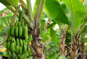 Banana plants with a green bunch of bananas growing in a tropical garden