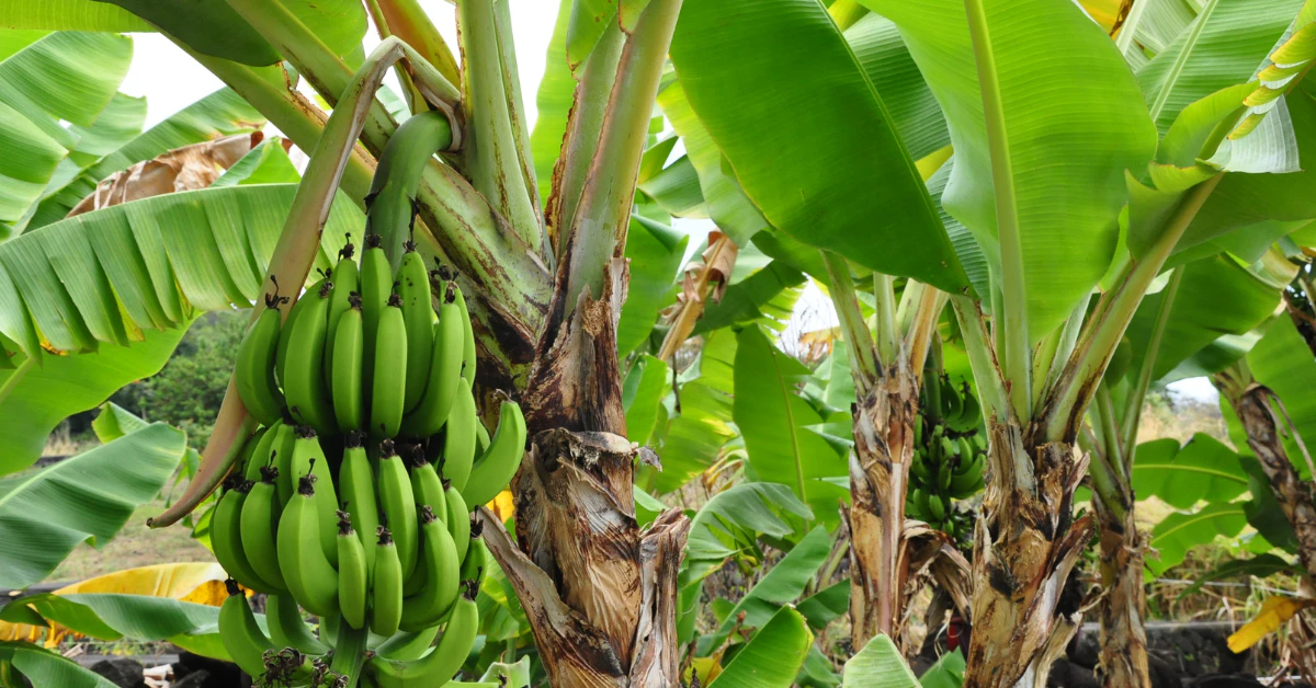 Banana plants with a green bunch of bananas growing in a tropical garden