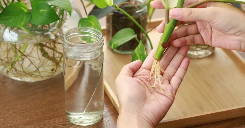 Hands holding a plant cutting with new roots above a glass jar of water