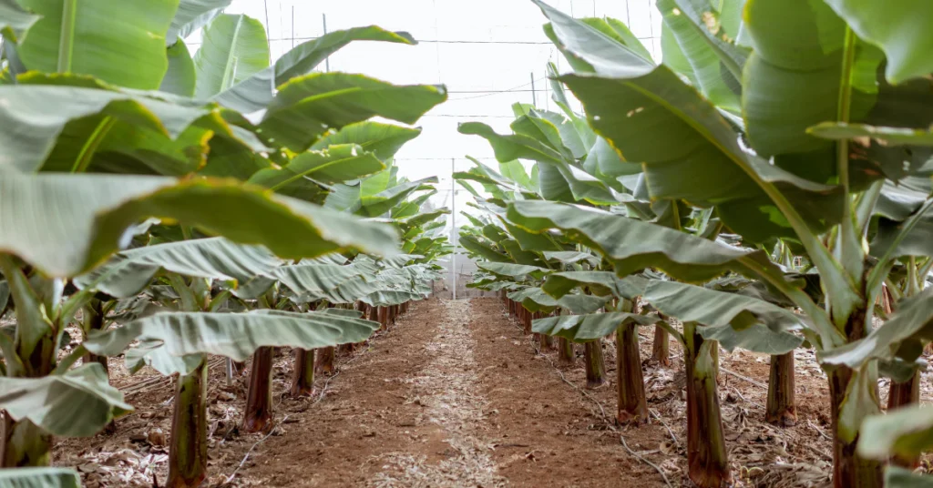 Rows of young banana plants growing in a plantation with a dirt path between them