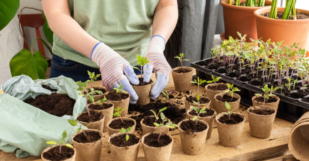 Gloved hands planting young seedlings in small pots with fresh soil