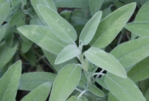 Close-up of fresh green sage leaves growing on a healthy sage plant ready for harvest