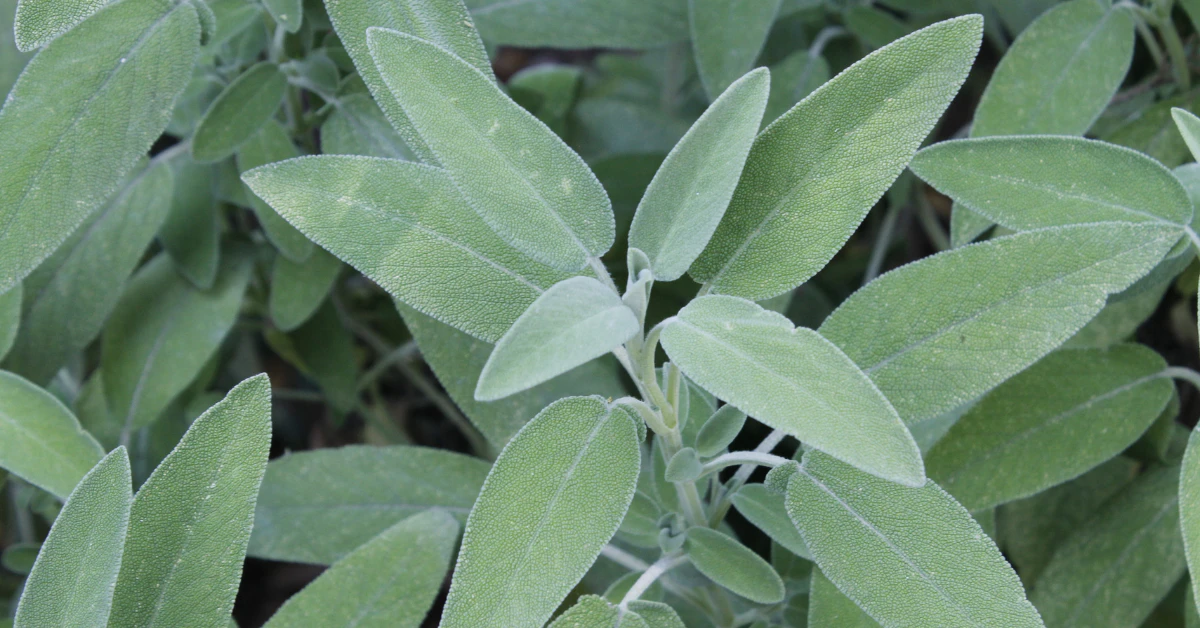 Close-up of fresh green sage leaves growing on a healthy sage plant ready for harvest