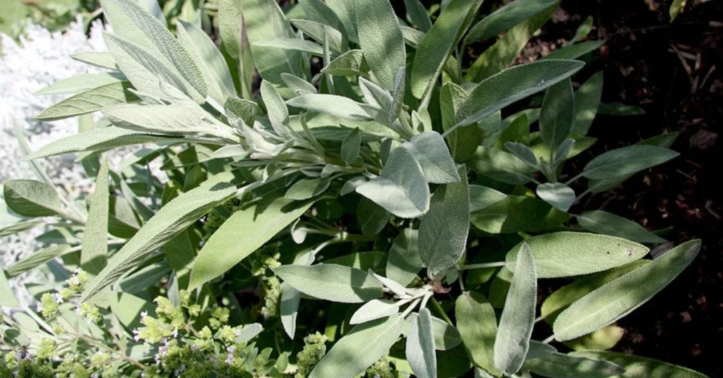 Established sage plant with full silvery-green foliage growing in a garden bed