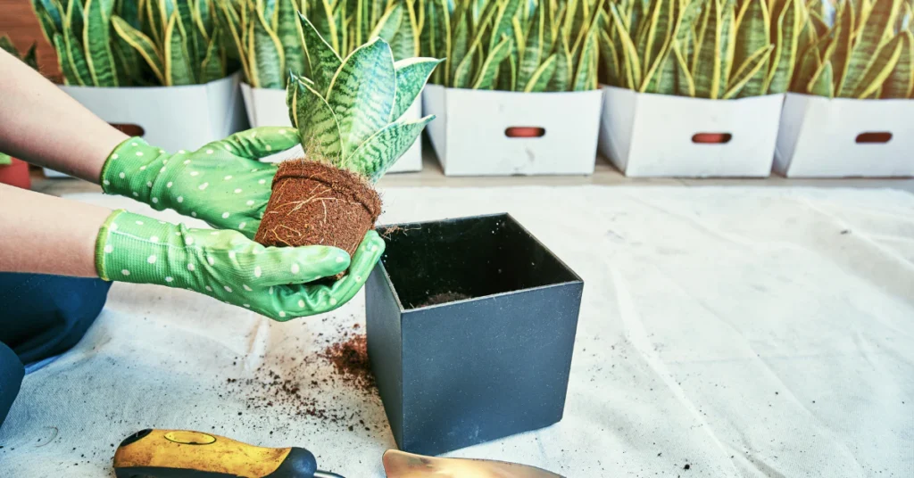 Gloved hands potting a snake plant cutting in soil next to a black pot