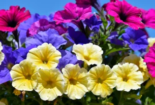 Colorful yellow, purple, and pink petunias blooming in a garden