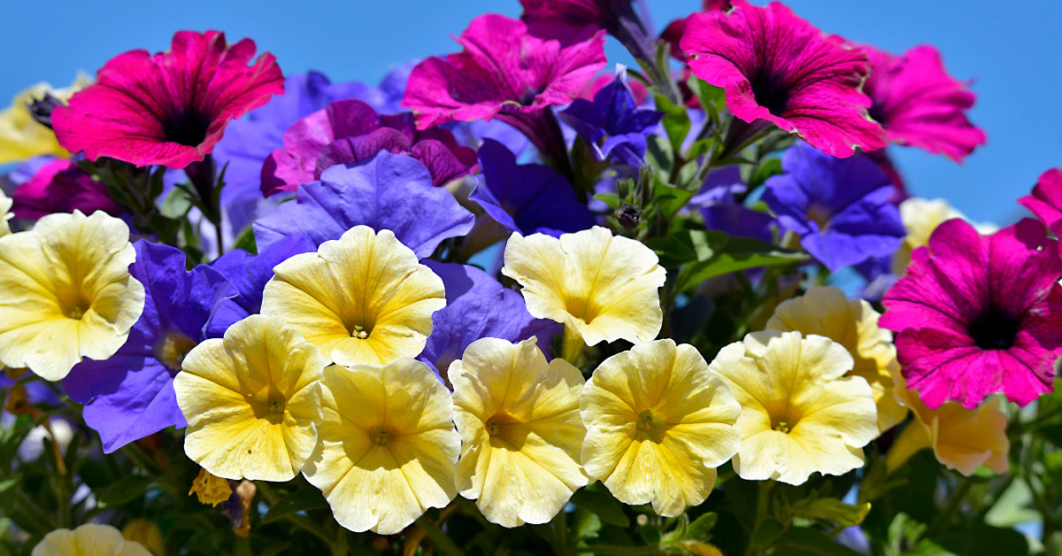 Colorful yellow, purple, and pink petunias blooming in a garden