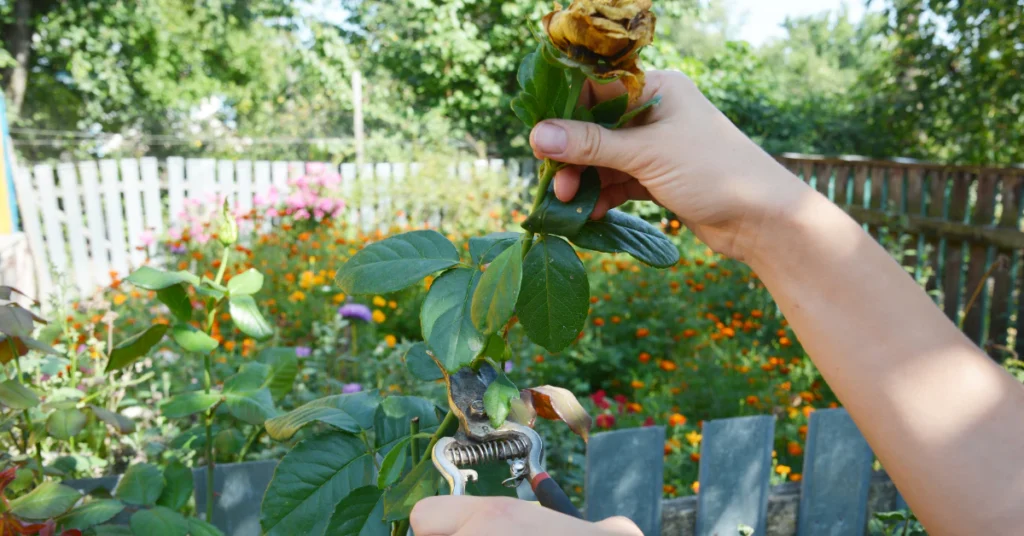 Gardener's hand deadheading a spent flower in a garden