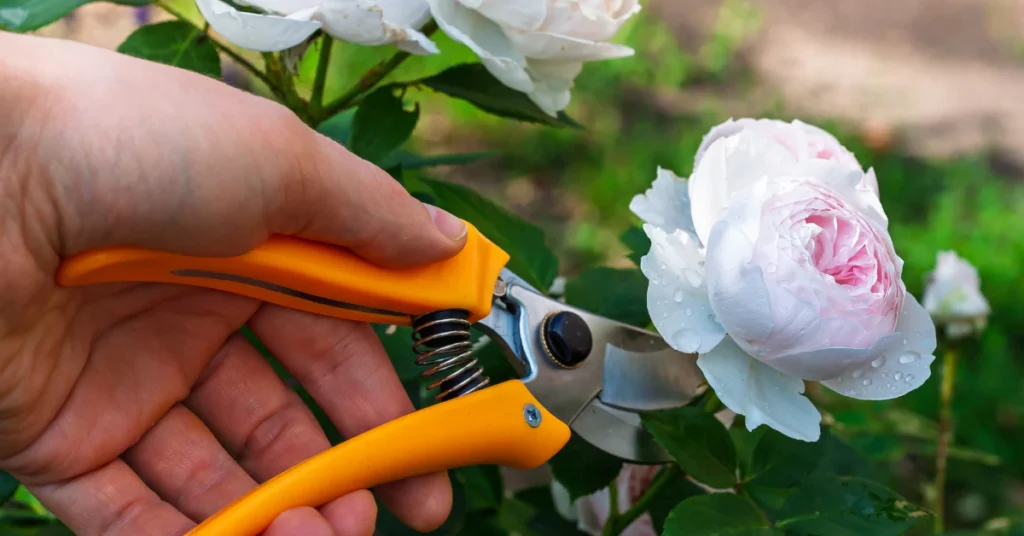 Hands using orange pruning scissors to trim a flower stem
