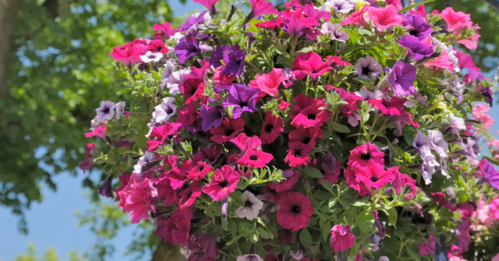 Hanging basket full of pink and purple petunias in bloom