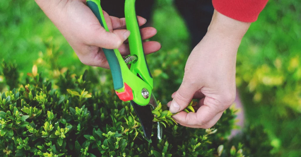 Gardener's hands holding green pruning shears to cut a plant stem
