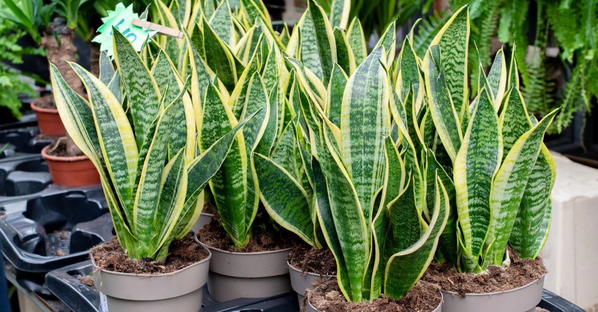 Row of mother-in-law's tongue plants (snake plants) with upright green leaves in pots