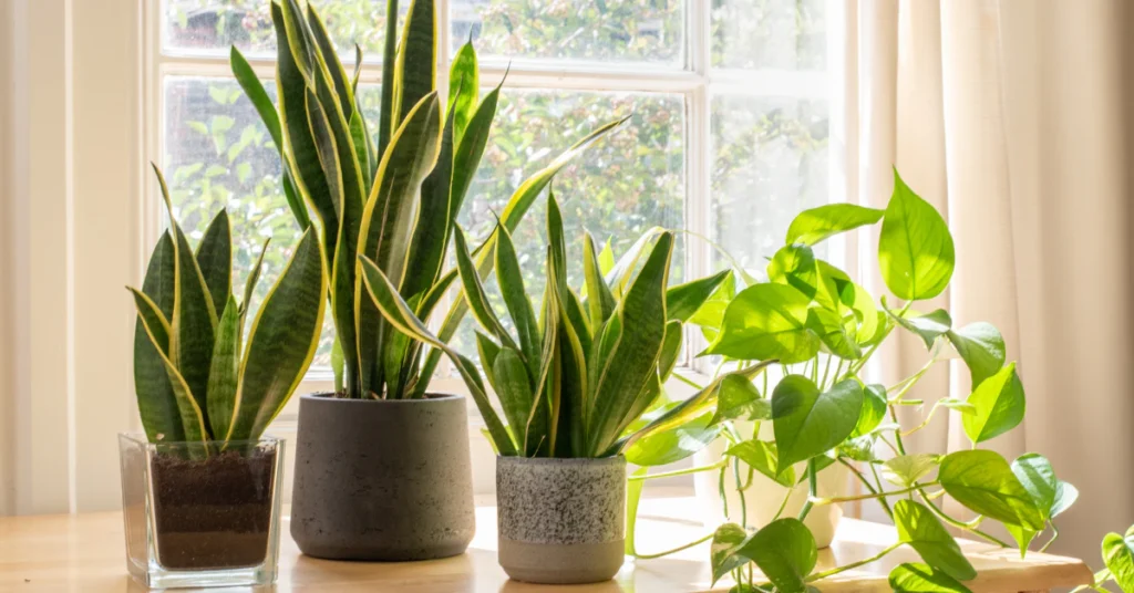 Snake plant in a pot near a bright window, placed where pets and kids cannot reach it