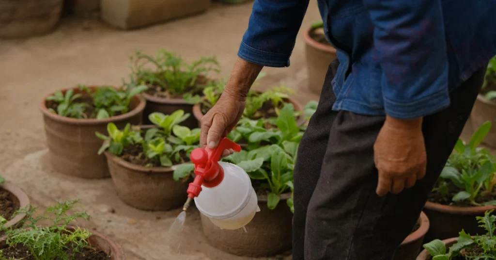 Person watering houseplants with a spray bottle