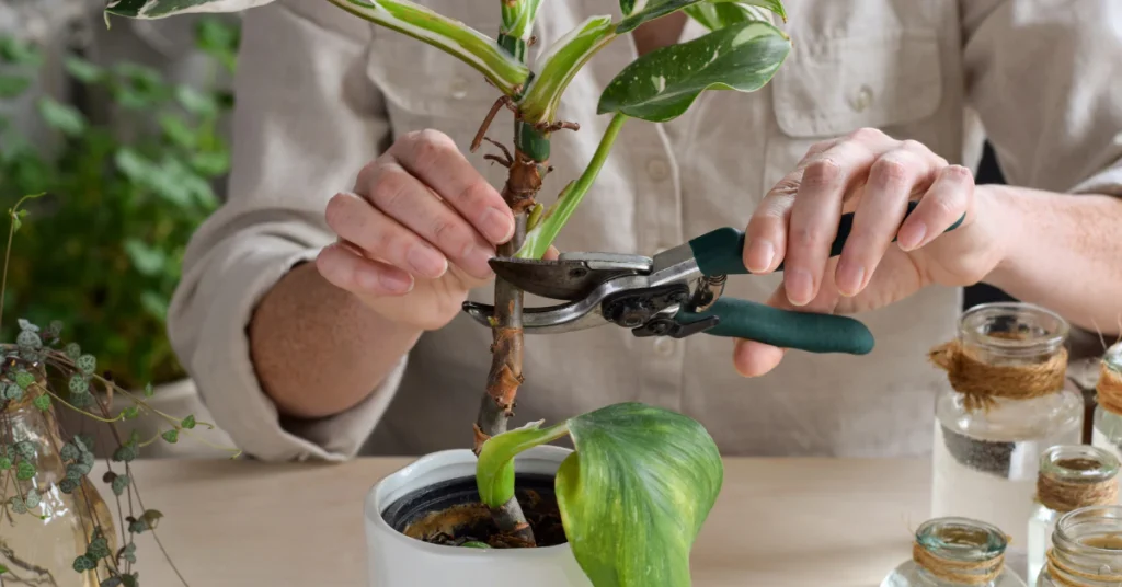 Hands cutting a plant with pruning shears for propagation