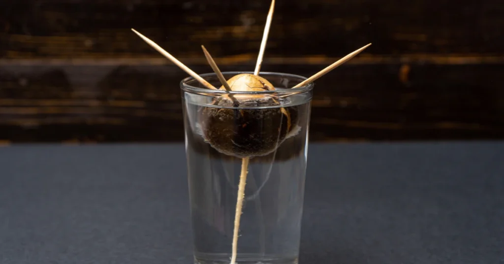 Avocado seed held over a glass of water with toothpicks